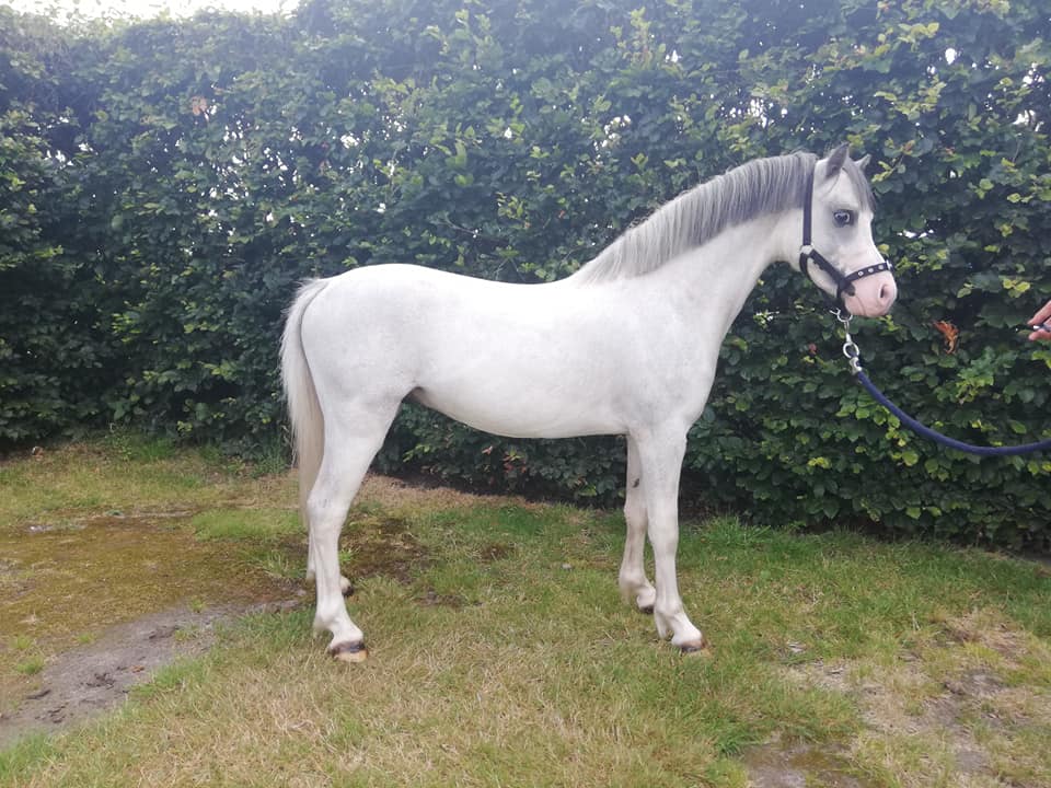 Beautiful Welsh A stallion